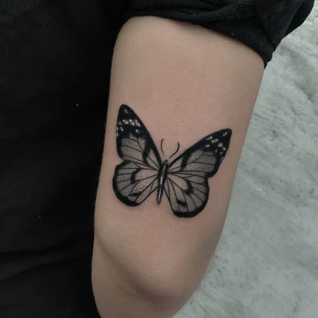 Mariposa - Transformación 5