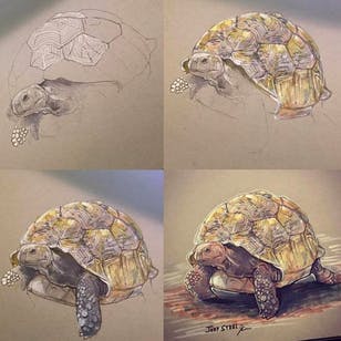 Turtle Art por Jody Steel #JodySteel #art #painting #painting #realism #realistic #tortoise
